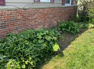 Weeding by James Serio for Brian T. in Rochester, NY