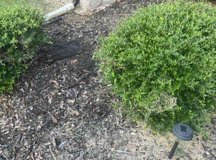 Weeding by Markieth & La'Dawn Thompson for Gayatri K. in Little Elm, TX