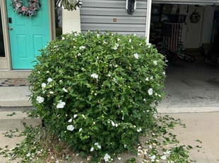 Bush Trimming by Amanda Carter for Bethany W. in Garner, NC