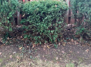Leaf Removal by Jon Race for Milan W. in Cincinnati, OH