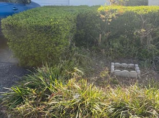 Bush Trimming by Jacob Thompson for Curt C. in Pinellas Park, FL