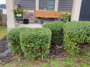 Bush Trimming by charles hamilton for Fedrick W. in Lexington, SC