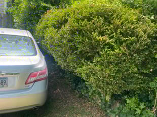 Bush Trimming by Richard Carpenter for Kaley S. in Augusta, GA