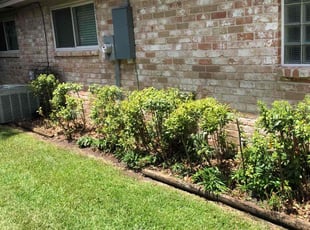 Weeding by Dulce Aguirre for Dangie F. in Houston, TX