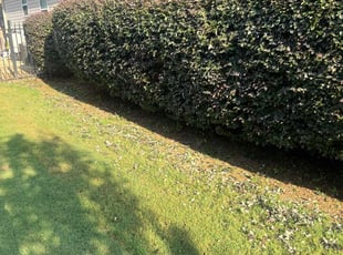 Bush Trimming by Wildart Duverson for Joli D. in Marietta, GA