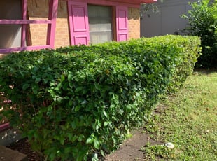 Bush Trimming by Sebastian Gomez for Wendy W. in Dallas, TX