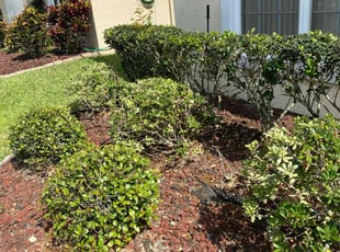 Weeding by Jason Still for Jane F. in Davenport, FL