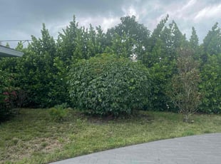 Bush Trimming by Matthew Ramos for Christine H. in Tequesta, FL