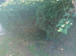 Bush Trimming by Stanley Rykowski for Cherrelle W. in Philadelphia, PA