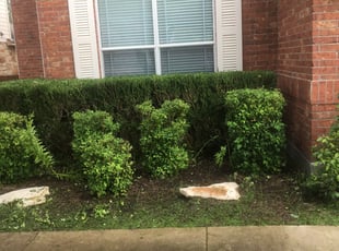 Bush Trimming by Daniel Acuna for Chris J. in Round Rock, TX