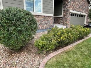 Bush Trimming by Carlos Guevara for Greg D. in Aurora, CO