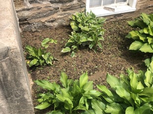 Weeding by Mulbah Pewu for Gabriel C. in Drexel Hill, PA