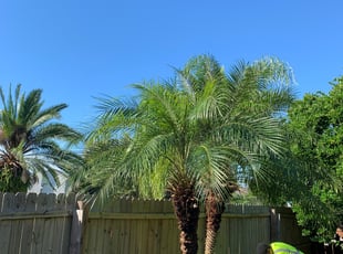 Bush Trimming by Mike Douglas for Rhiannon T. in Oviedo, FL