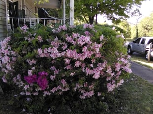 Bush Trimming by Brian Winchester for James R. in Greenville, SC