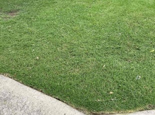 Alex A.'s Lawn Mowing service result