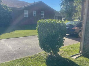 Bush Trimming by Bryan Oren for Michael F. in Chesapeake, VA