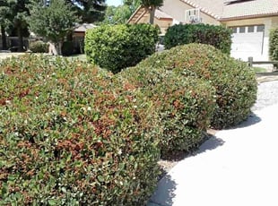 Bush Trimming by Chris Christensen for Dale W. in Visalia, CA