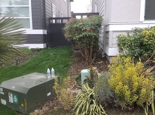 Bush Trimming by Robert McDermaid for Agnessa S. in Auburn, WA