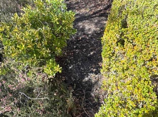 Leaf Removal by Trevor Swain for Jennifer B. in Fletcher, NC