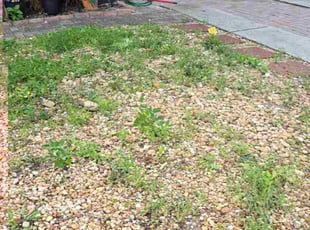 Leaf Removal by Alberto Canete for Isaac P. in Tampa, FL
