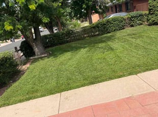 Bush Trimming by Joshua Hines for Vickie H. in Aurora, CO