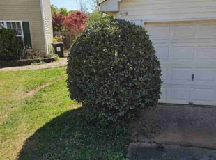 Bush Trimming by Jeremiah Davis for Jessica B. in Charlotte, NC