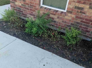 Weeding by Raymond Sanchez lopez for Tonja O. in Jarrell, TX