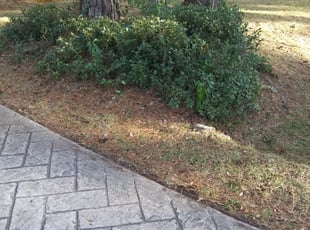 Bush Trimming by Alan Hollis for Pamela . in Tallahassee, FL