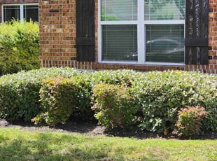 Bush Trimming by Bryant Infante for Darryl A. in Round Rock, TX