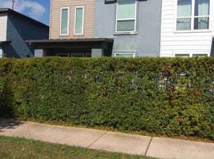 Bush Trimming by Collin Byington for Jacob L. in Austin, TX