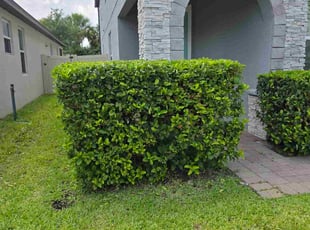 Bush Trimming by Aneudy Roldan for SARGE S. in Oviedo, FL