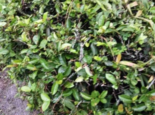 Bush Trimming by Michael Smith for Frank P. in Fort Lauderdale, FL