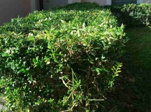 Bush Trimming by Eric Jones for Mio D. in Riverview, FL