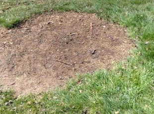 Leaf Removal by Eric Lewis for Jennifer S. in Indian Land, SC