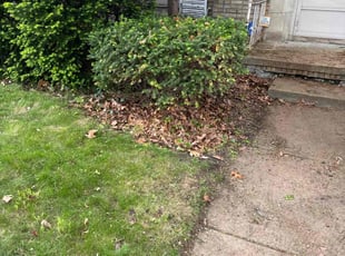 Bush Trimming by Charles Cromwell for Rita M. in Detroit, MI
