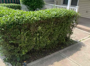 Bush Trimming by Justin Castilyn for Nicholas D. in Pittsburgh, PA