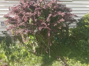 Bush Trimming by Arisbet Cardoza for Brent B. in Kentwood, MI