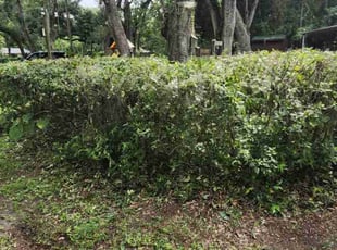 Bush Trimming by Coty Thomas for Tammy S. in Valrico, FL