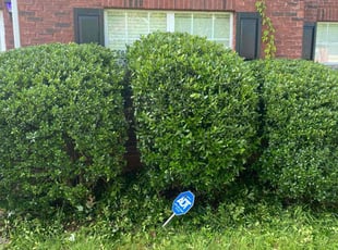 Bush Trimming by Miatece Hodge for Carol A. in Douglasville, GA