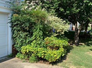 Bush Trimming by Kevin Dimas for Yaun W. in Chapel Hill, NC