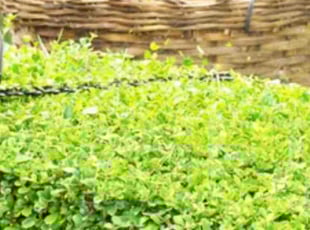 Bush Trimming by Maurice Gilliam for Joy B. in Atlanta, GA