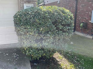 Bush Trimming by Trae Tindall for Shade Y. in Round Rock, TX