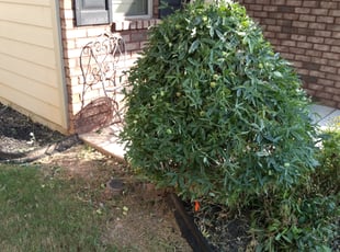 Bush Trimming by Charles Striedinger for Marcia A. in Woodstock, GA