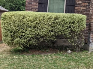 Bush Trimming by Marc Davis for John M. in San Antonio, TX