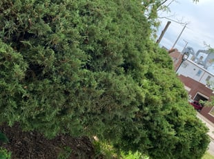 Bush Trimming by Jasmine Hill-hudson for Yolonda R. in Milwaukee, WI