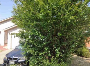Bush Trimming by Scott Reeves for Cher H. in Fairfield, CA