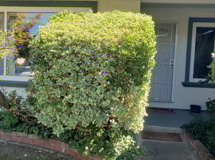 Bush Trimming by Carlos Melara for Joan M. in San Jose, CA