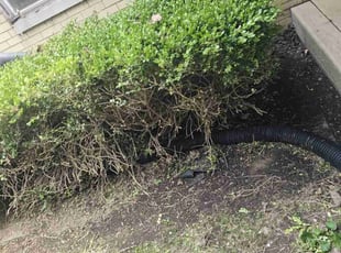Bush Trimming by Jason Galie for Rachel S. in Verona, PA