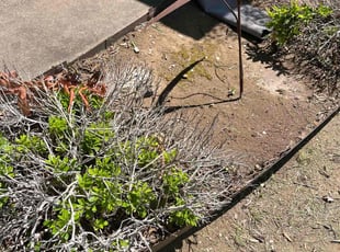 Weeding by Devousier Carter for Marsha J. in DeSoto, TX