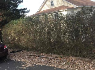 Bush Trimming by Lionel Foster for Robert K. in Vernon, CT